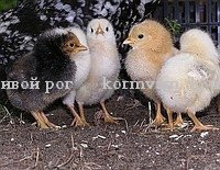 Мясо-яичные: порода цыплят "Тетра"